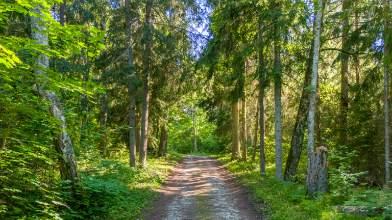 Wild Cabins Puhkeranna